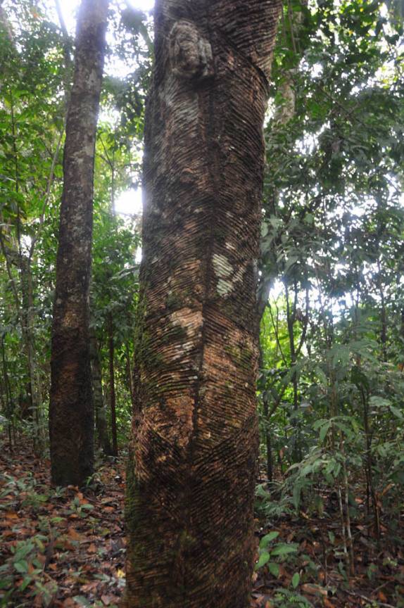 A mesma Seringueira, 'sangrada' continuamente há três gerações, na FLONA, comunidade de São Domingo, região de Alter do Chão - PA